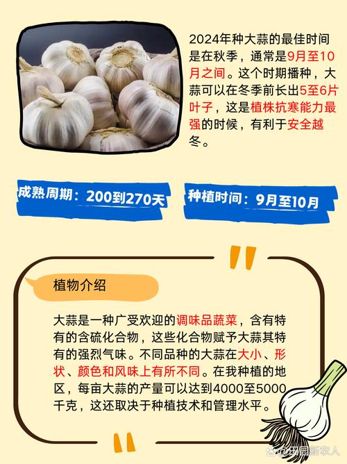 大蒜种植时间？大蒜种植时间和方法步骤详解？