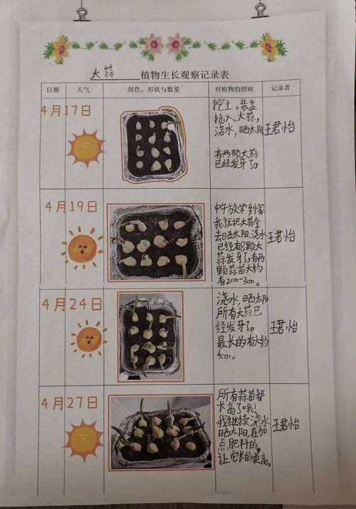 大蒜种植时间和方法