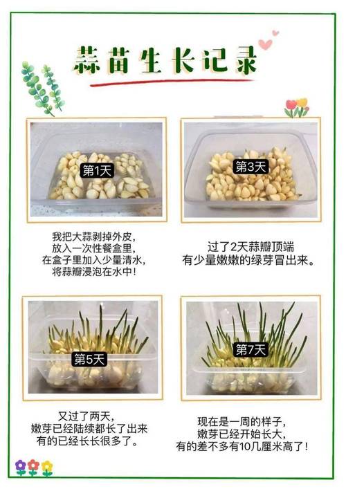 种大蒜的方法和时间
