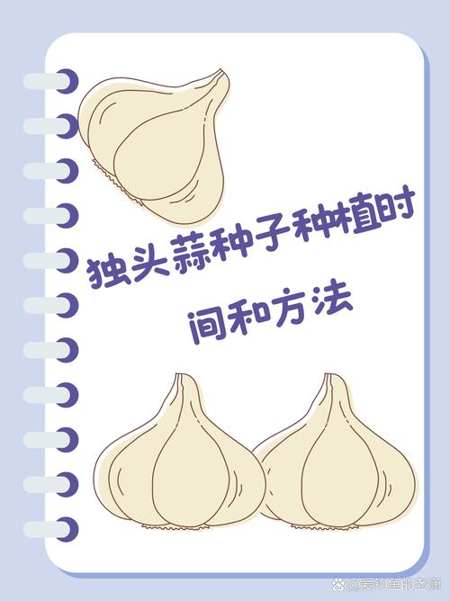 大蒜的种植方法