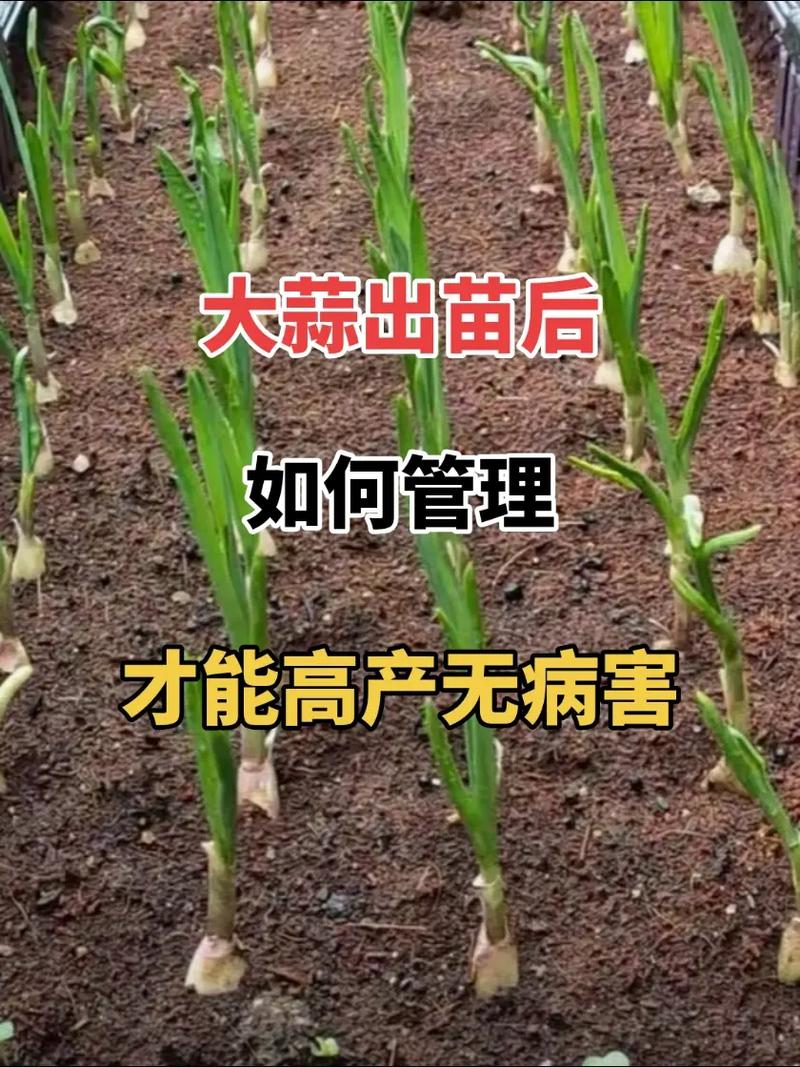 南方大蒜种植时间