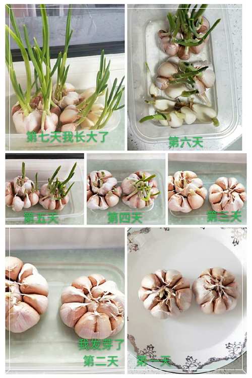 大蒜的种植方法和时间