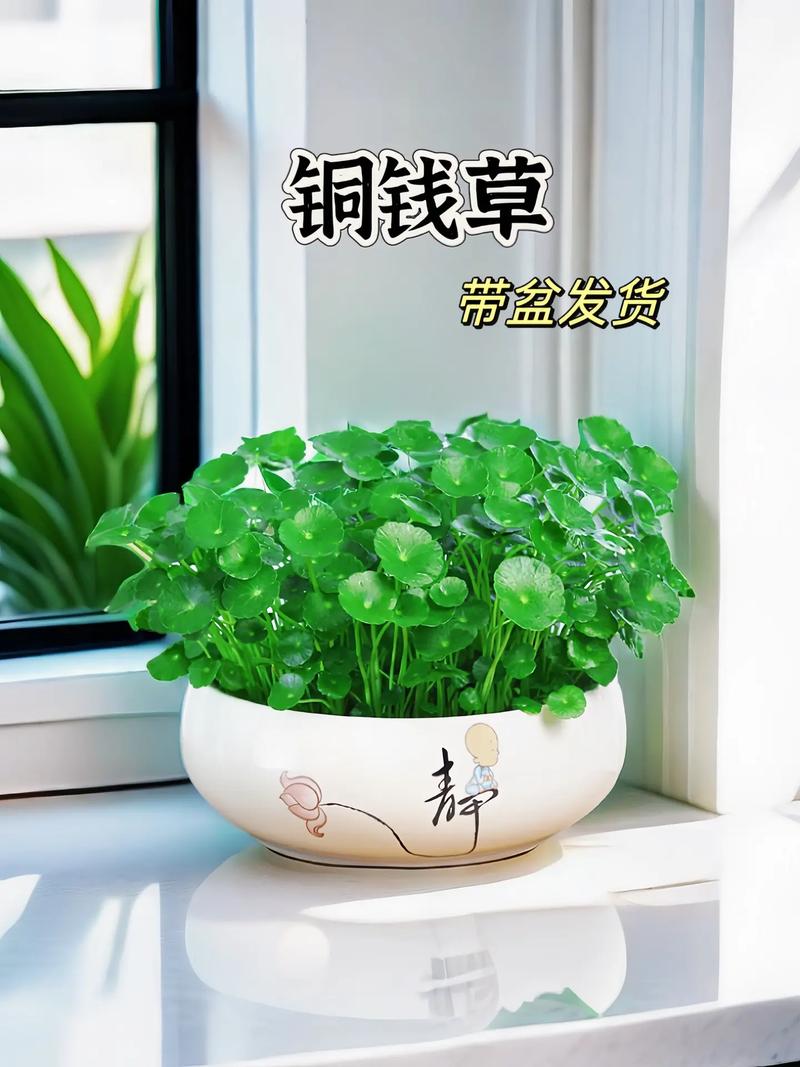铜钱草和金钱草一样吗