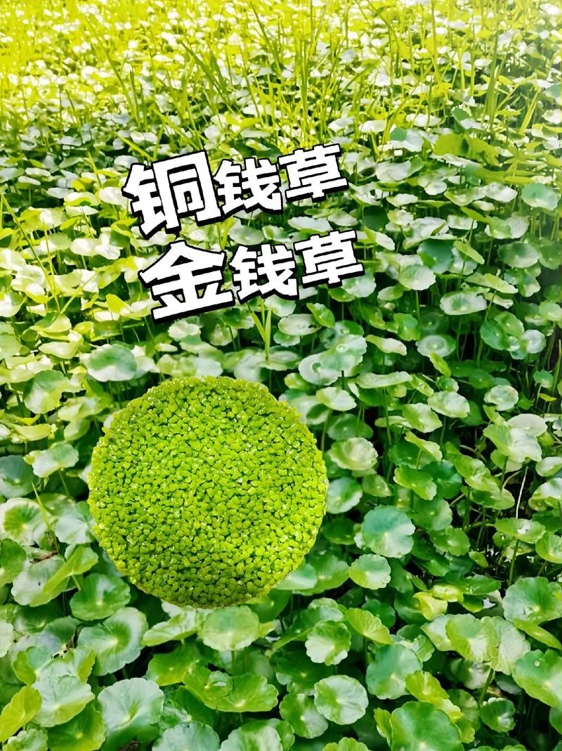 金钱草和铜钱草的区别是什么?