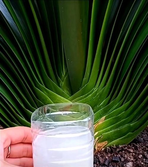 淘米水怎么发酵成花肥