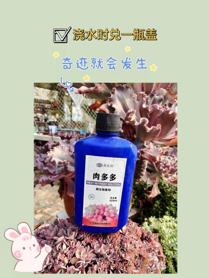 淘米水自制多肉肥配方