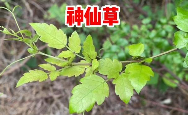 四川惊现冥界之花！浅谈仙草的前世今生！，四川神仙草