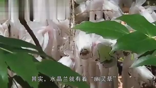 四川发现冥界之花有什么神奇功效吗?