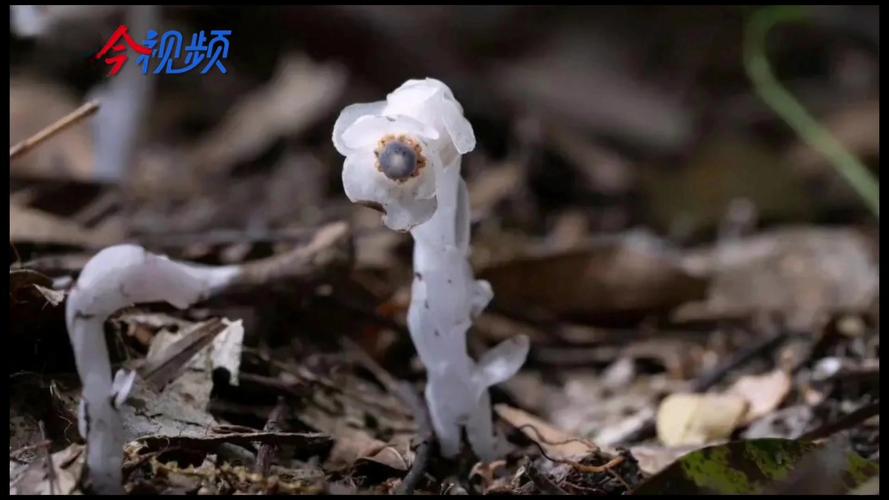 罕见的“冥界之花”现身四川