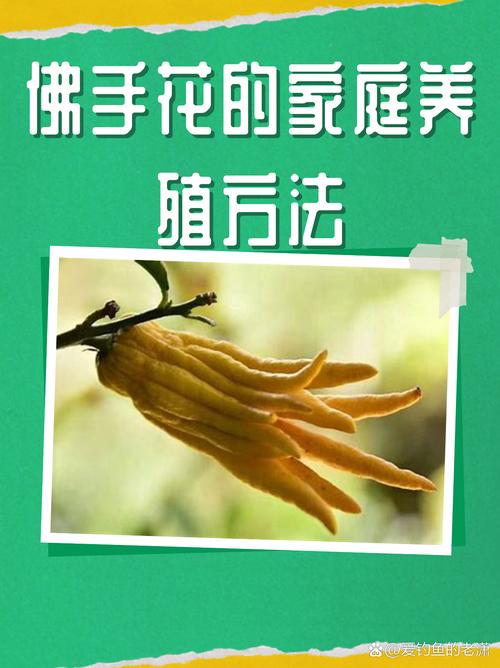 佛手掌怎么养