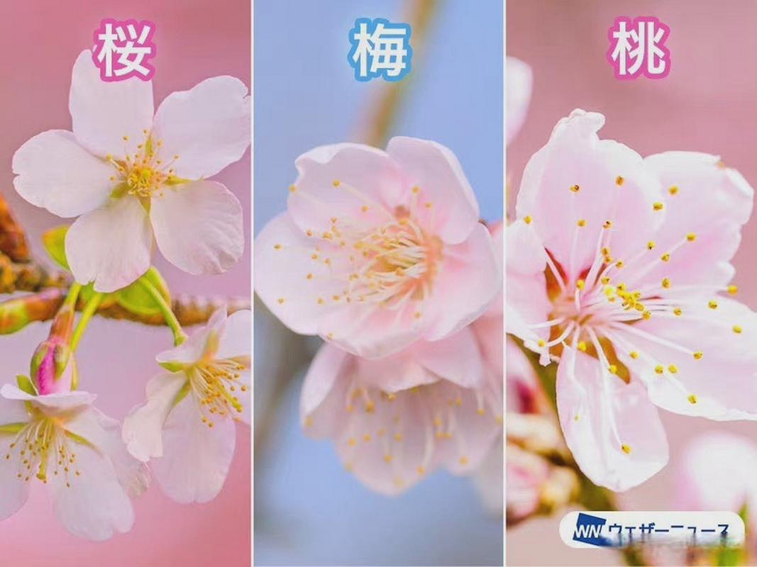 桃花和梅花的区别在哪里