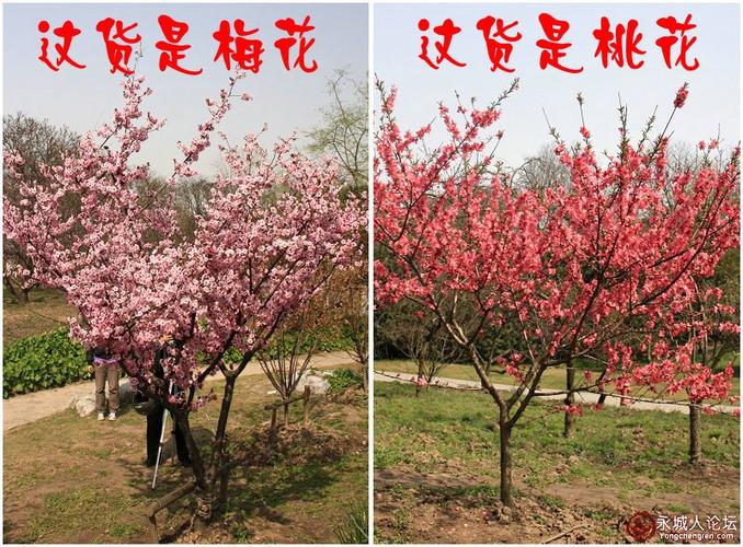 桃花和梅花有什么区别呀。