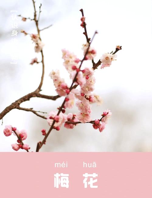梅花和桃花的区别