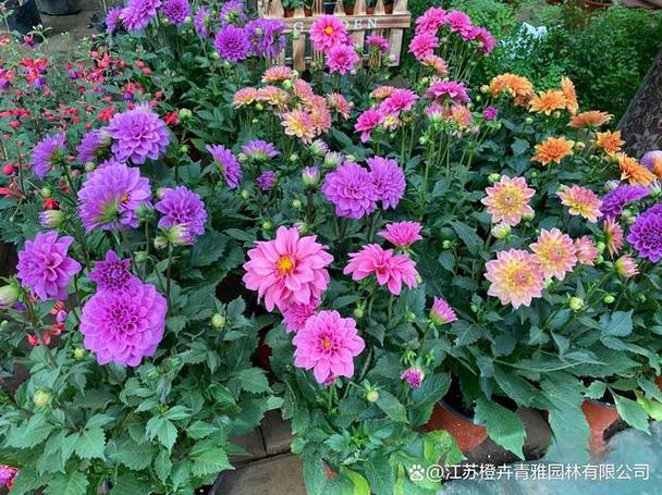 小丽花常见病虫害