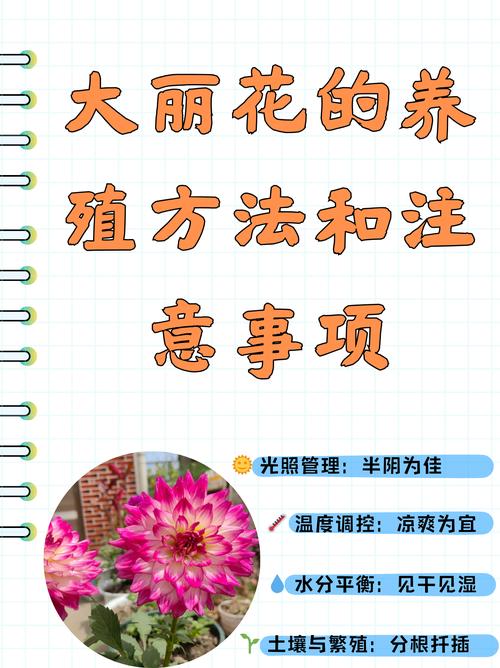 小丽花的养殖方法和注意事项