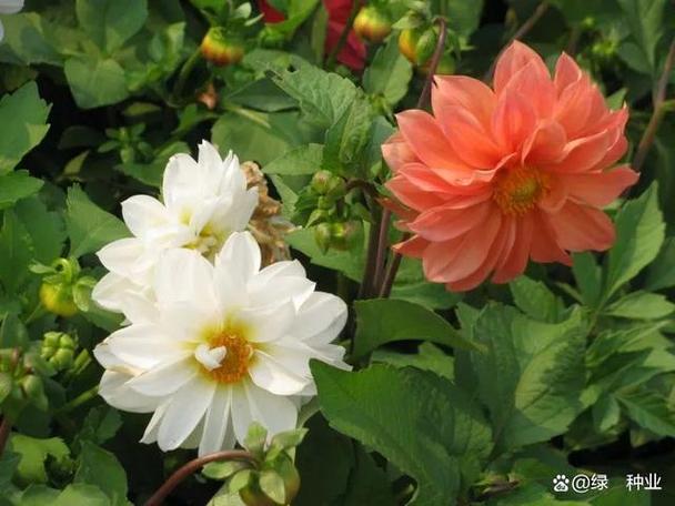 小丽花的病虫害及其防治