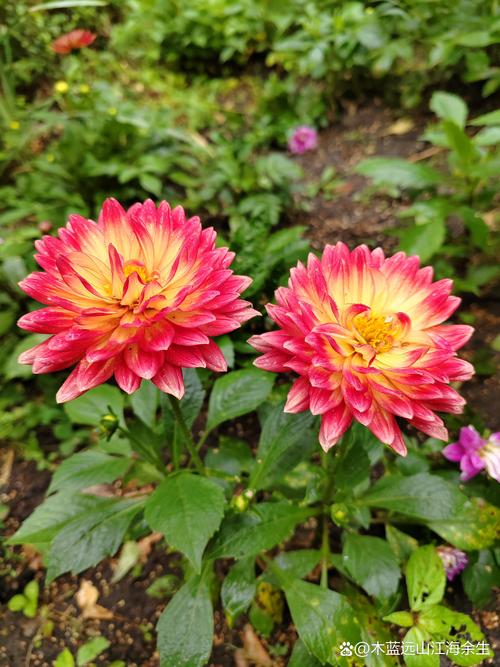 小丽花如何栽培才能多开花,小丽花的病虫害防治方法