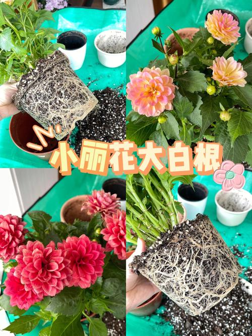 小丽花病虫害防治