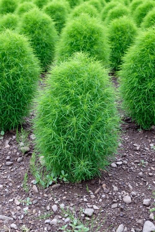 种植哪些植物可以开花扫帚草
