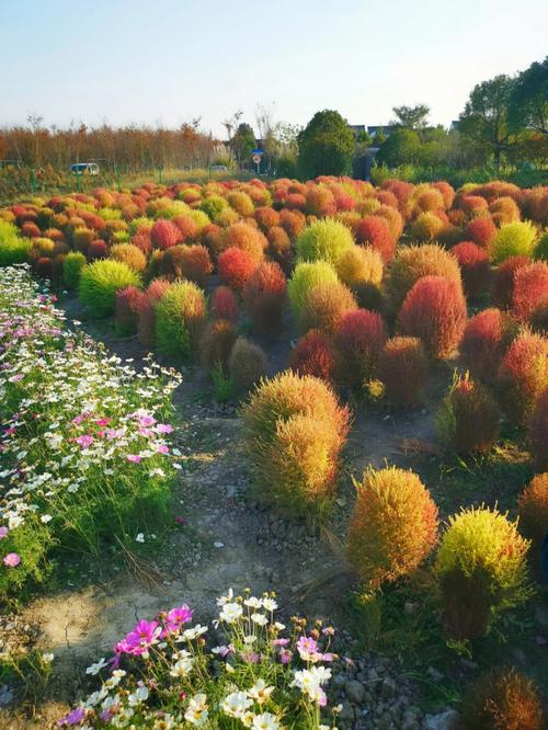 地肤开花吗