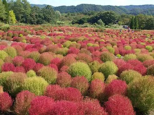 红色地肤草一年四季都红吗