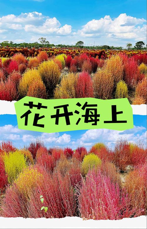 地肤养多长时间会开花