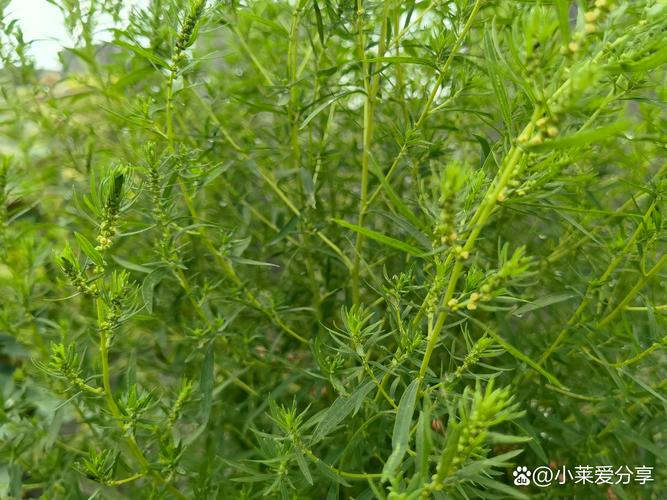地肤是什么植物,又叫什么