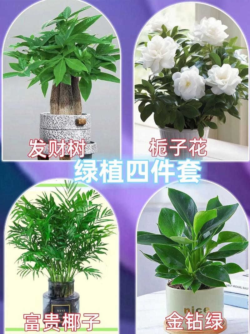 发财树卷叶栀子发黄，别忽视，小心出大问题！？发财树叶子发黄发卷怎么回事？
