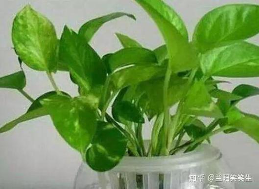 叶子发黄多大点事,1分钟就能解决