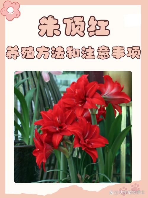 千日红的养殖方法和注意事项