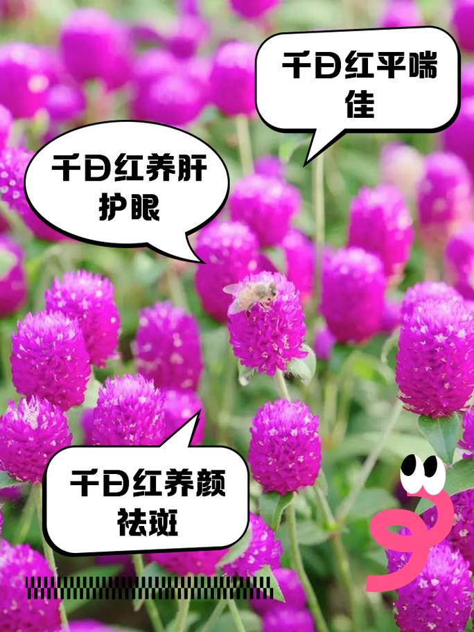 千日红的种植方法