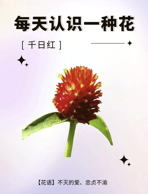 千日红常见病虫害及其防治