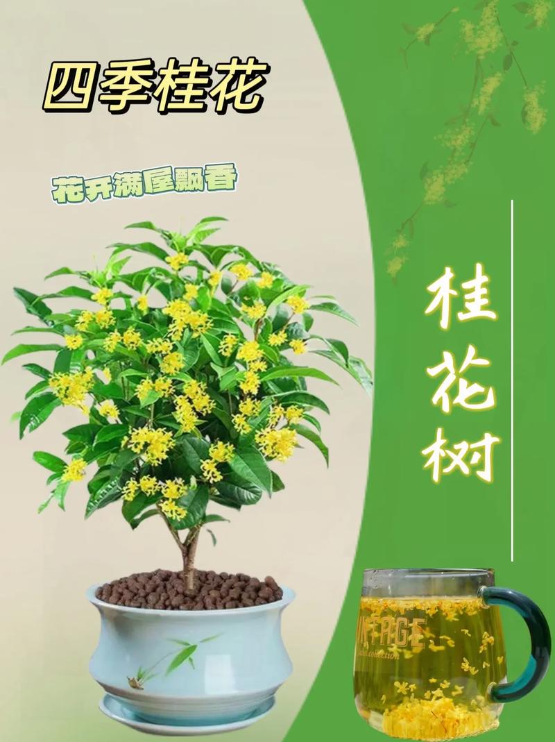 金桂的养殖方法和注意事项
