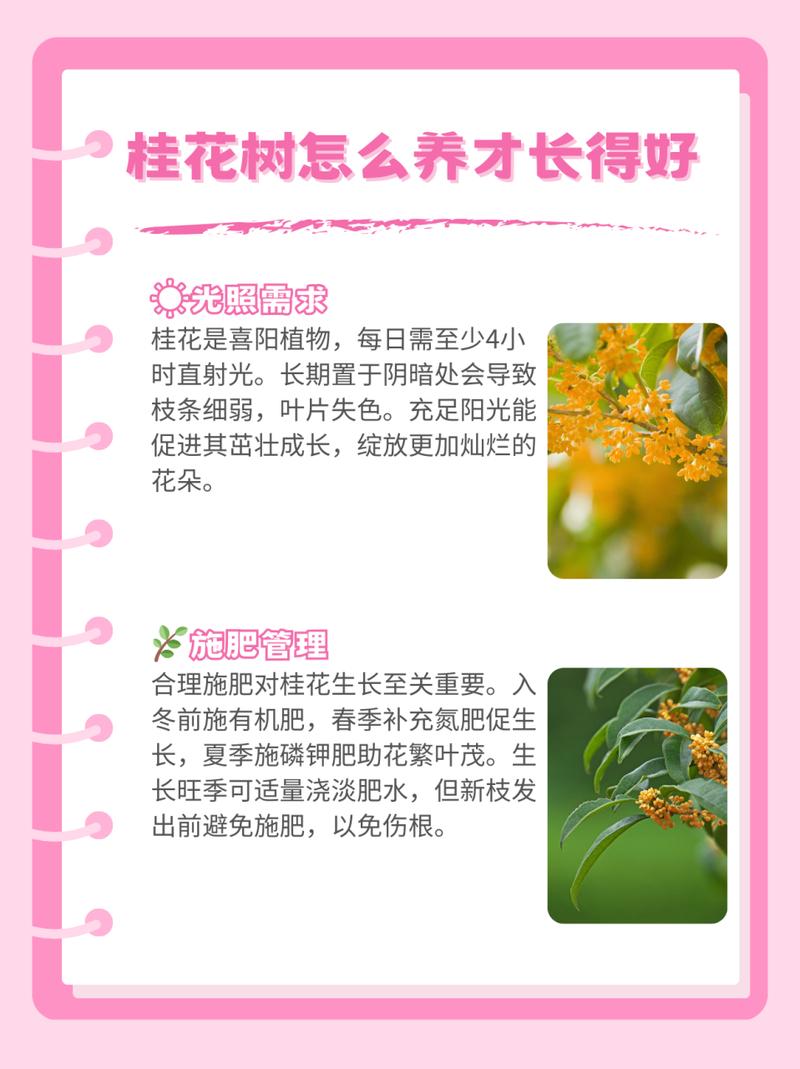 金桂的栽培方法及注意事项