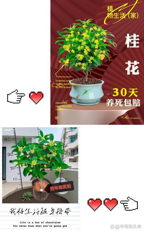 金桂花如何养殖