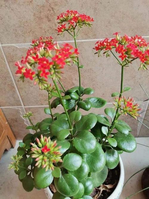 长寿花怕冷吗,冬天几天浇水