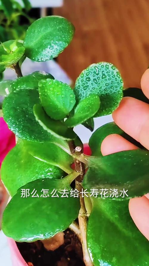 长寿花冬天几天浇水