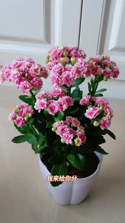 长寿花怕冷吗?
