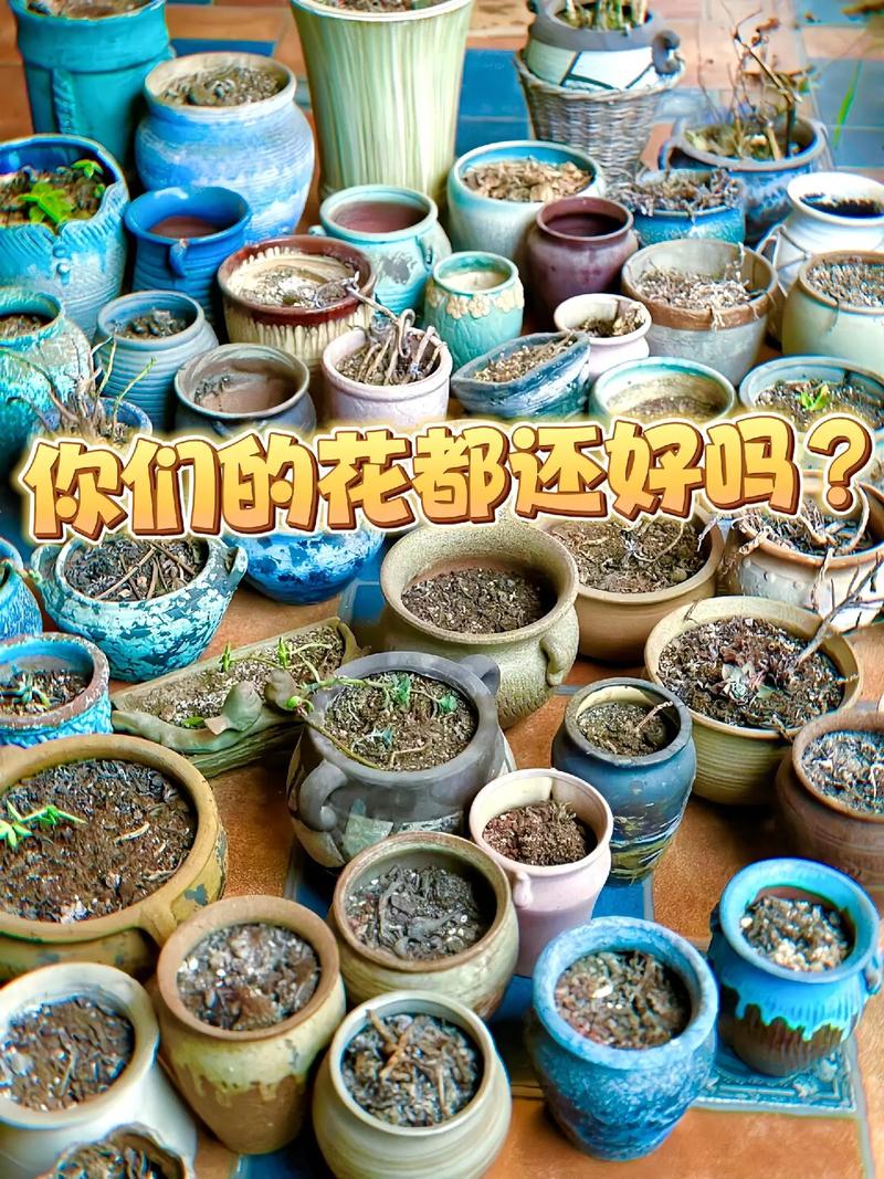 10块钱买3盆可以养一整个冬天但是很难养到死!