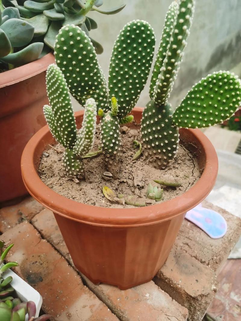 仙人球开花能保持多久