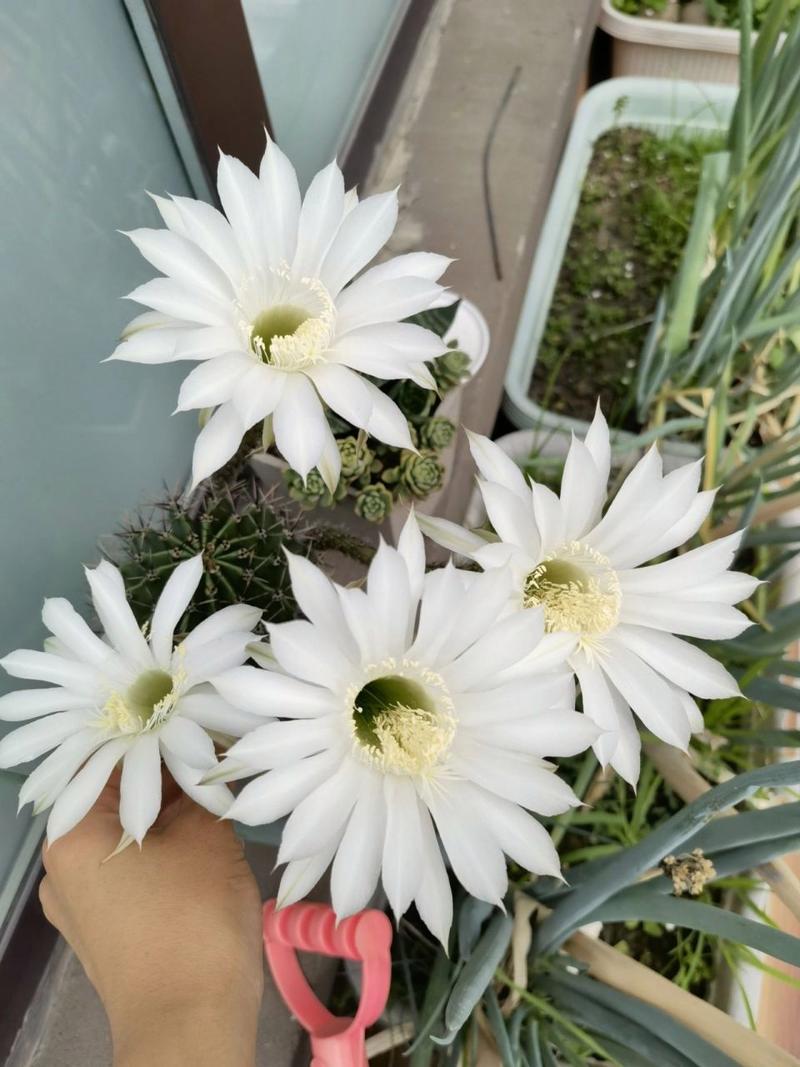 仙人球一朵花能开多久