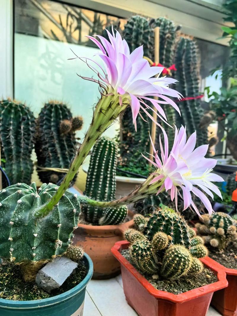 仙人球几月开花