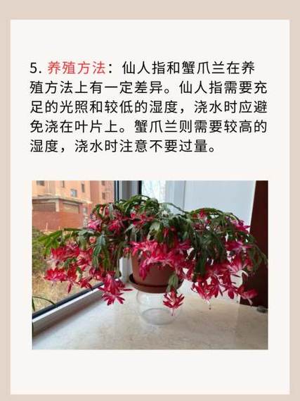 蟹爪莲,仙人指和假昙花的区别方法