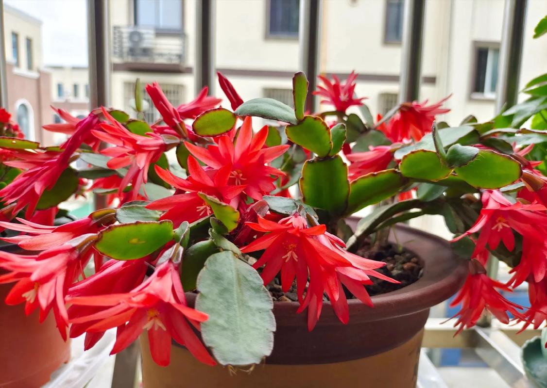 仙人指和假昙花的有什么不同