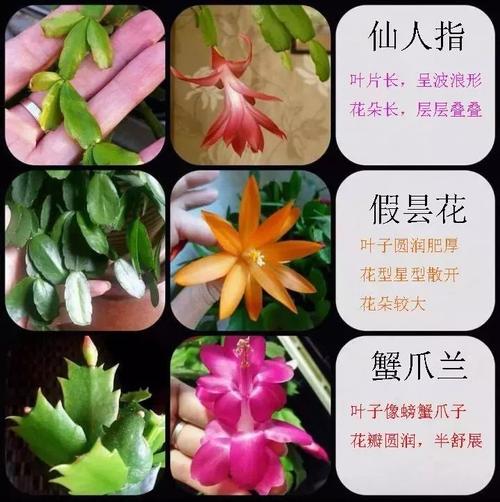 假昙花和仙人指有什么区别
