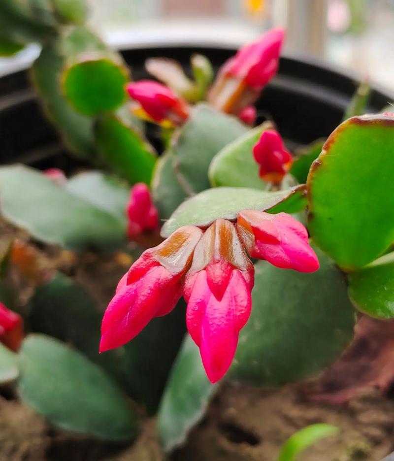 蟹爪兰仙人指假昙花有哪些区别?