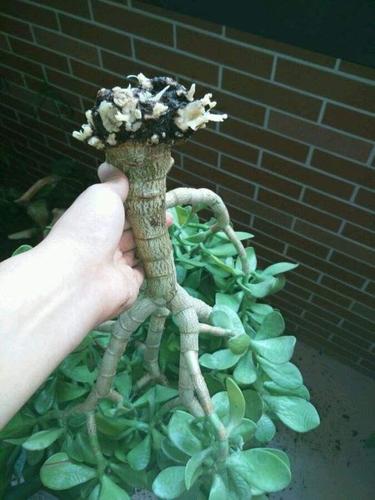 青鸟寿烂根了怎么办