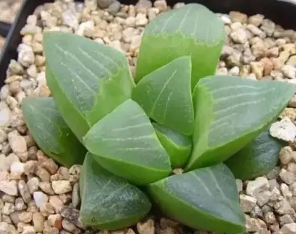 多肉植物青鸟寿如何才能养出好状态?