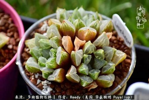 多肉植物青鸟寿怎么养
