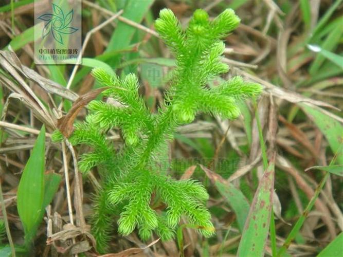 垂穗石松的养殖方法，垂穗石松种植方法